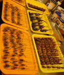 Skorpionid ja rohutirtsud