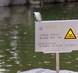 Siniharakas sildil istumas